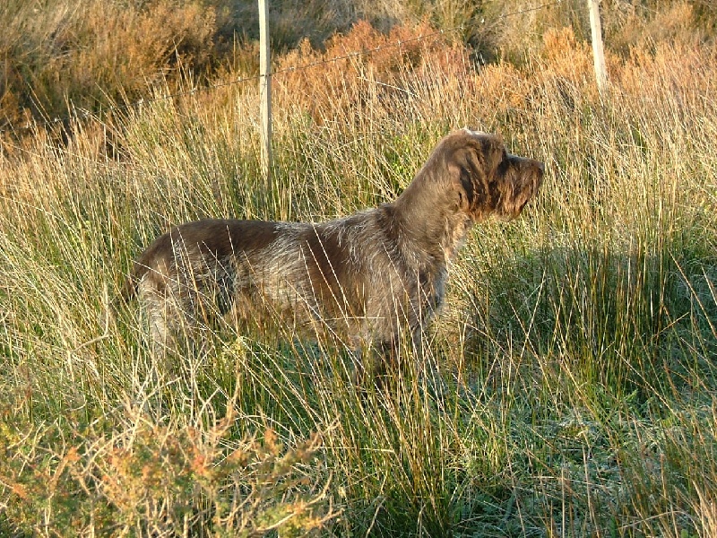 Reglisse des passees camarguaises