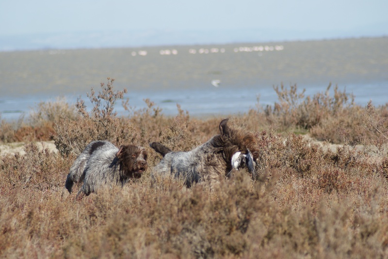 Gipsy des passees camarguaises